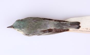 Media type: image;   Ornithology 247754 Description: Dendroica cerulea;  Aspect: dorsal